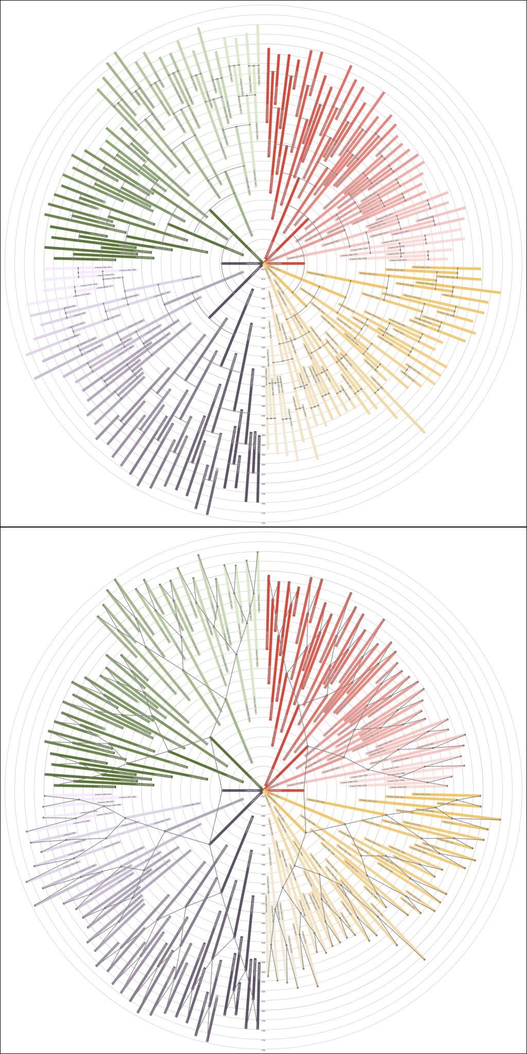 Sunburst Family Tree Print