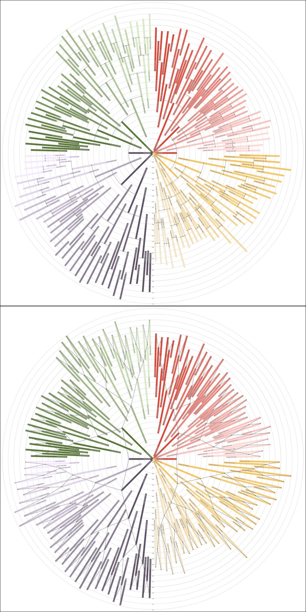 Sunburst Family Tree Print